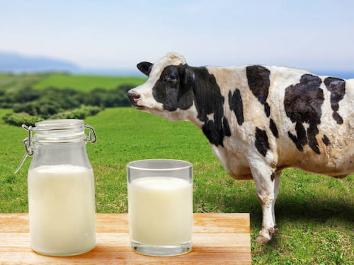 تصویر 3 از خرید و قیمت دوغ طبیعی + فروش عمده
